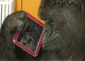 Koko looking at her self in a mirror.