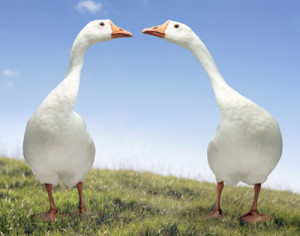 geese-mate-for-life-1